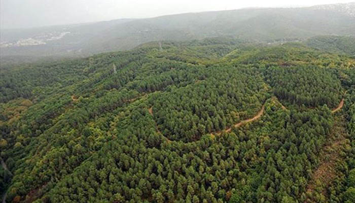 Muğla’da bazı ormanlara giriş yasağı getirildi