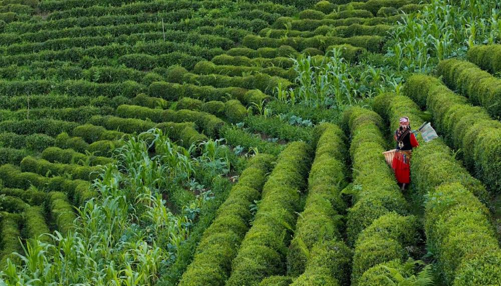 Rize Gastronomi Günleri tarım ve turizm potansiyelini bir araya getirecek