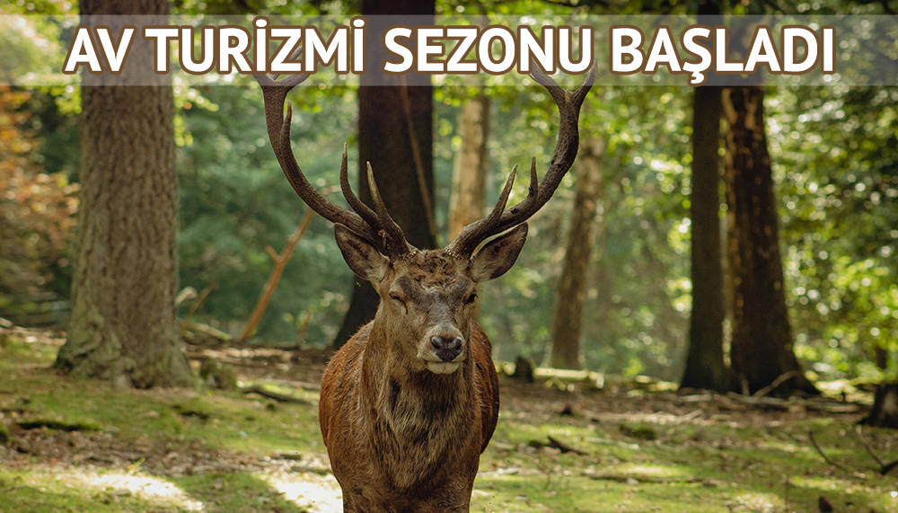 Binlerde dolar ödeyip Türkiye’de yaban hayvanı öldürecekler