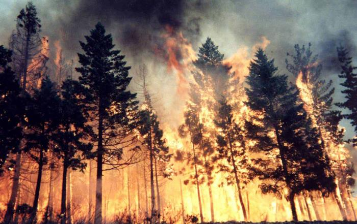 Muğla ormanları geceden beri yanıyor