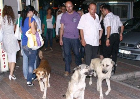 Antalya’da sahipsiz köpek sorununa valilik el koydu