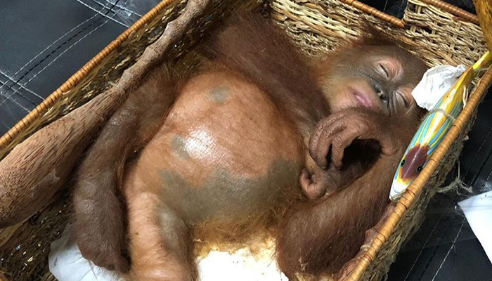 Rus turist orangutan çalarken yakalandı