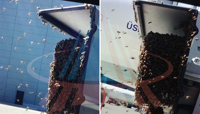 İstanbul Havalimanı'nda arılar oğul verdi