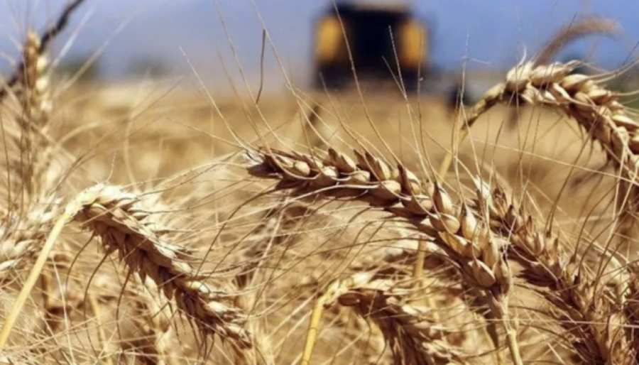 Türkiye 300 bin ton buğday ithal edecek