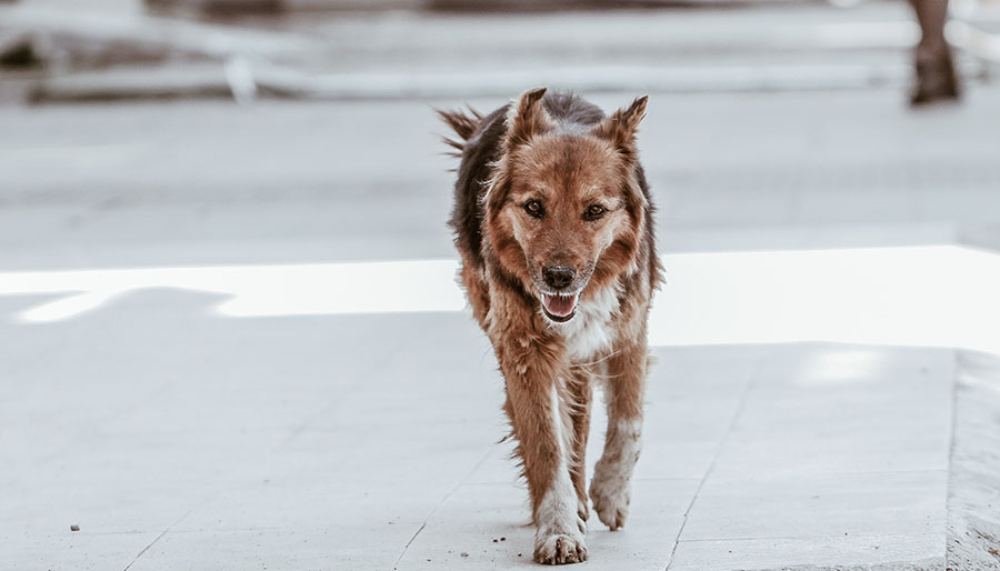 Nevşehir’de sokak köpekleri turistlere saldırdı