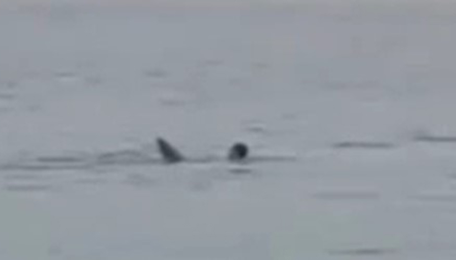 Mısır’da Rus turist köpekbalığı saldırısı sonucu hayatını kaybetti