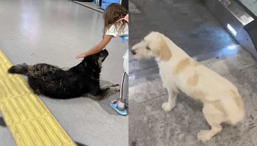 Sabiha Gökçen Havalimanı bu sefer de sahipsiz köpeklerle gündemde