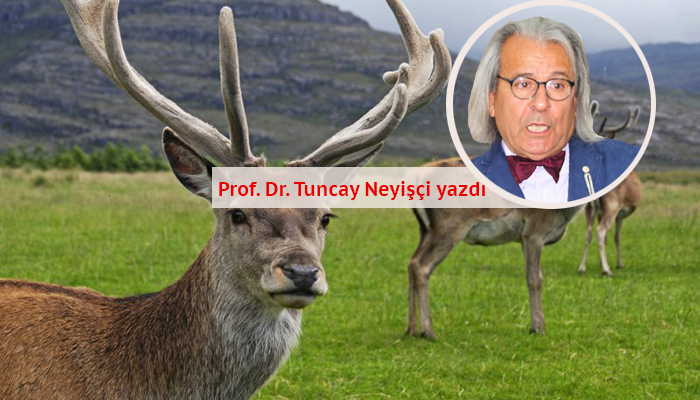 Av tuizmi ile ilgili farklı bir yaklaşım: Faydalı olabilir!