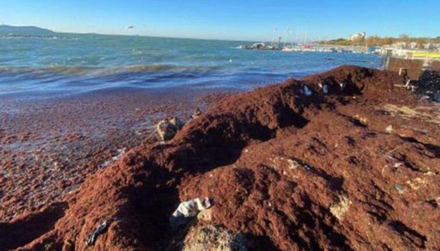 Marmara Denizi’nde kırmızı yosun alarmı