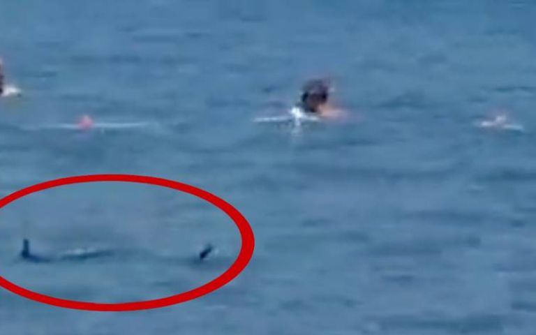 ‘Marmaris’te görülen şey Akdeniz zarganası’