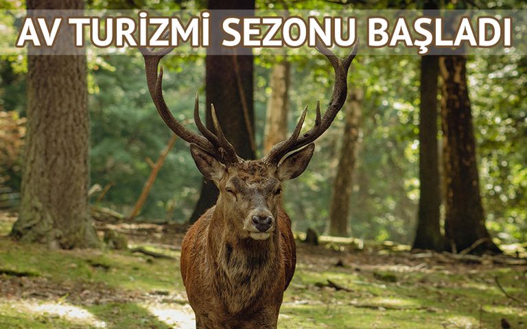 Binlerde dolar ödeyip Türkiye’de yaban hayvanı öldürecekler