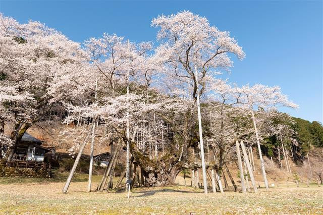 Sakura mevsiminde Japonya’da ziyaret edilmesi gereken destinasyonlar