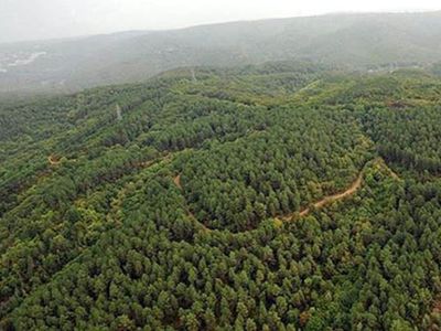 Muğla’da bazı ormanlara giriş yasağı getirildi