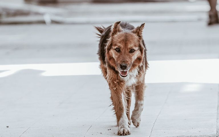 Nevşehir’de sokak köpekleri turistlere saldırdı