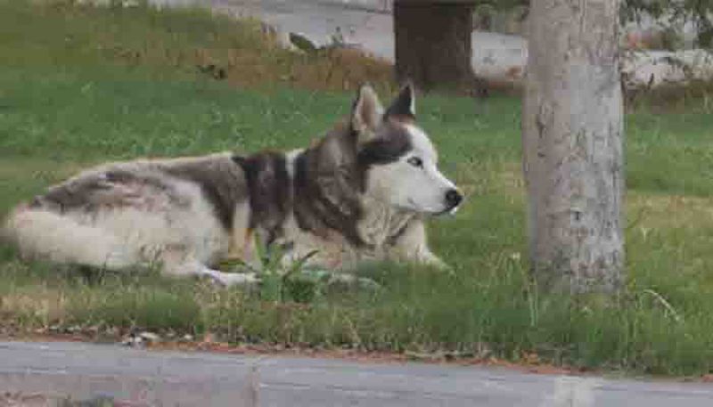 kayıp_kopek